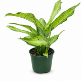 Dieffenbachia Camo
