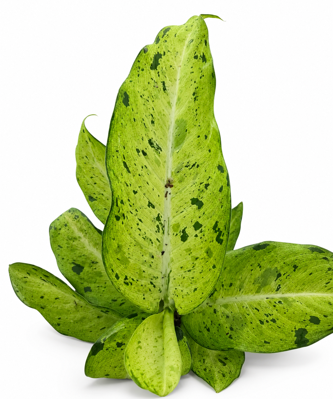 Dieffenbachia Camo