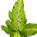 Dieffenbachia Camo