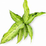 Dieffenbachia Camo