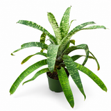 Ospinae Gruberii Ice 6"