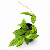 Hoya Callistophyla