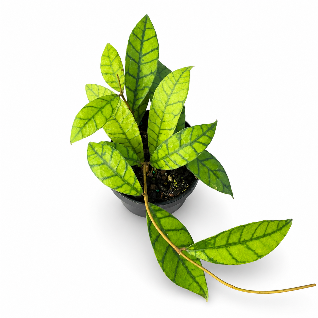 Hoya Sarawak
