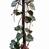String of Heart HOOP