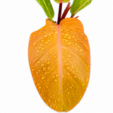 Philodendron ‘Prince of Orange’