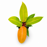 Philodendron ‘Prince of Orange’