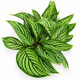 Calathea Vittata