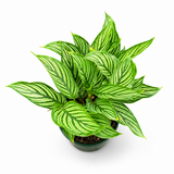 Calathea Vittata