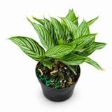 Calathea Vittata