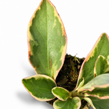 Peperomia Ginny