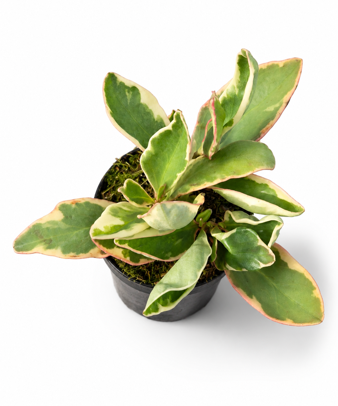 Peperomia Ginny