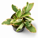 Peperomia Ginny