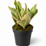 Peperomia Ginny
