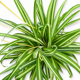Variegated Spider Lily
