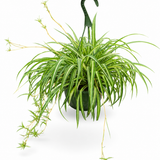 Variegated Spider Lily