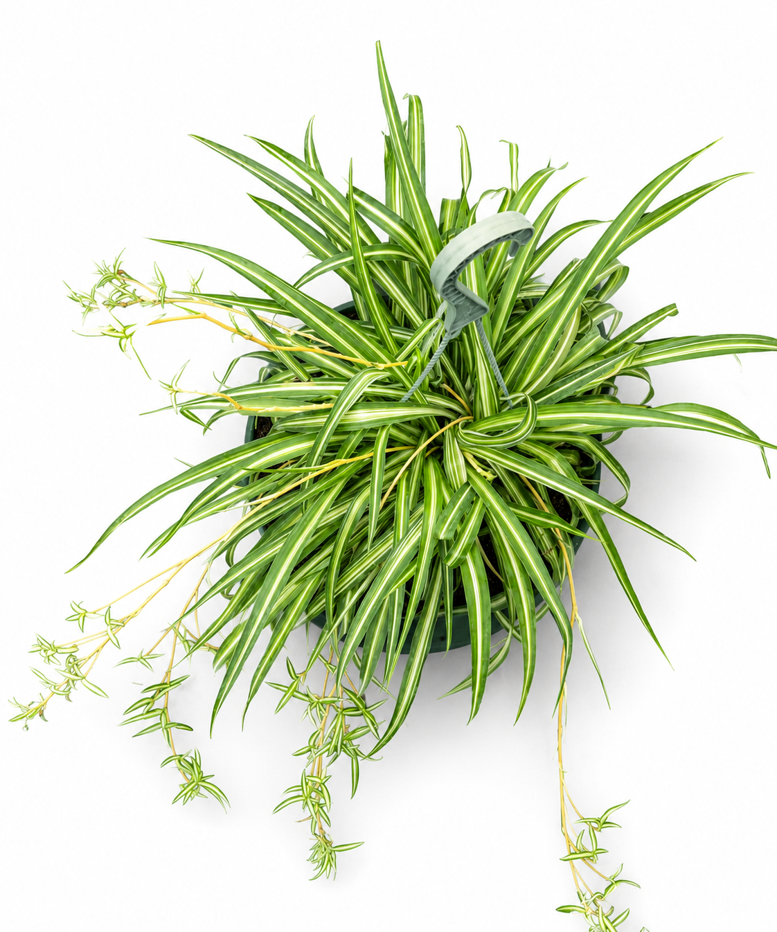 Variegated Spider Lily