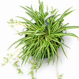 Variegated Spider Lily