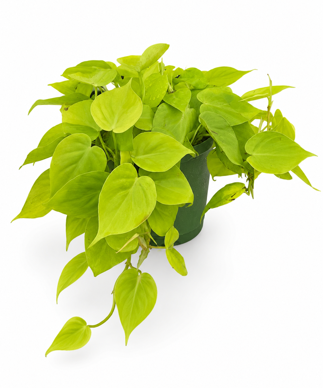 Philodendron Lemon Lime