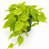 Philodendron Lemon Lime