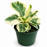 Variegated Ficus Lyrata
