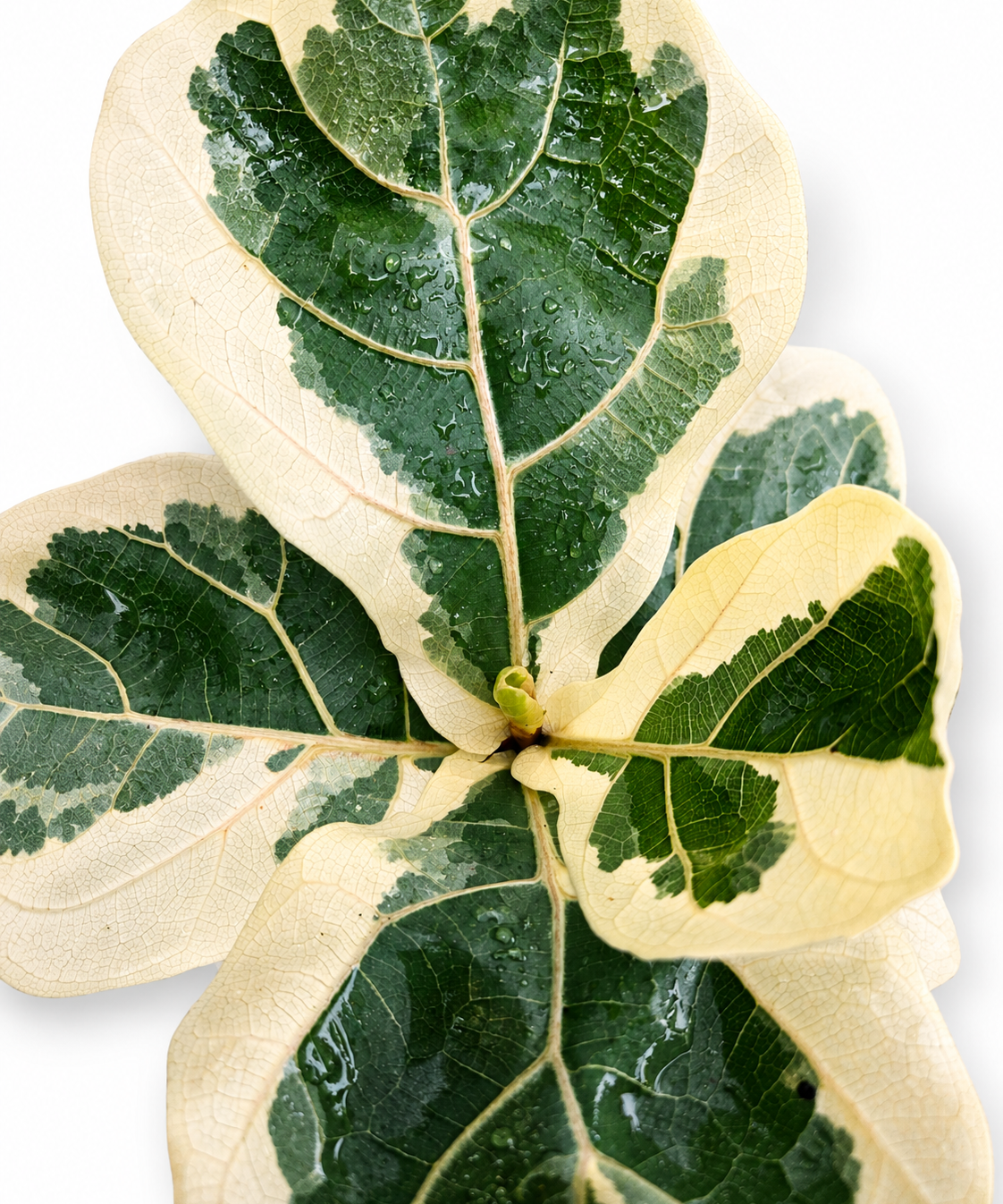 Variegated Ficus Lyrata