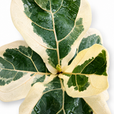 Variegated Ficus Lyrata