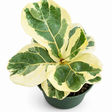 Variegated Ficus Lyrata