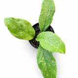 Hoya Chicken Farm