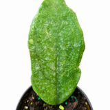 Hoya Chicken Farm