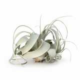 Air Plant- Till. Xerographica