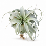Air Plant- Till. Xerographica