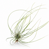 Till. Juncea