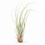 Till. Juncea