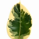 Tineke Rubber Plant