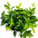 Peperomia Diamond