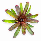 Bromeliad Red Tiger