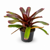 Bromeliad Red Tiger