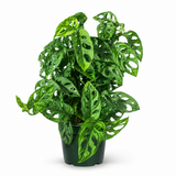Swiss Cheese Plant | Monstera Adansonii