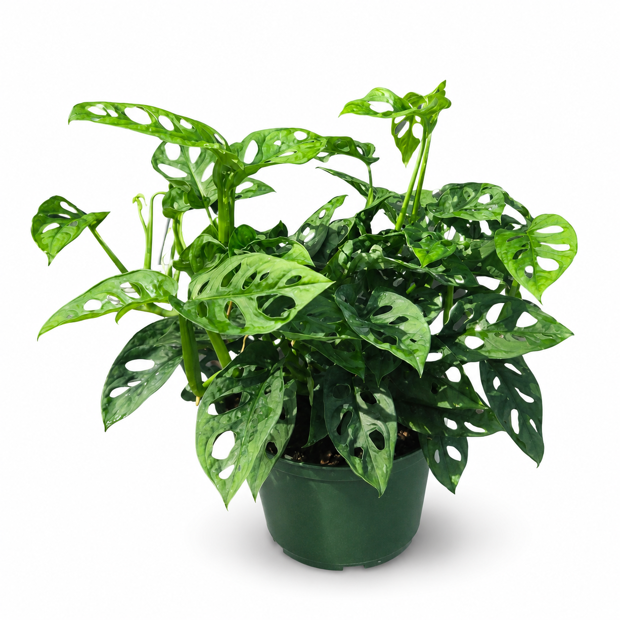 Swiss Cheese Plant | Monstera Adansonii
