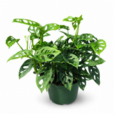 Swiss Cheese Plant | Monstera Adansonii