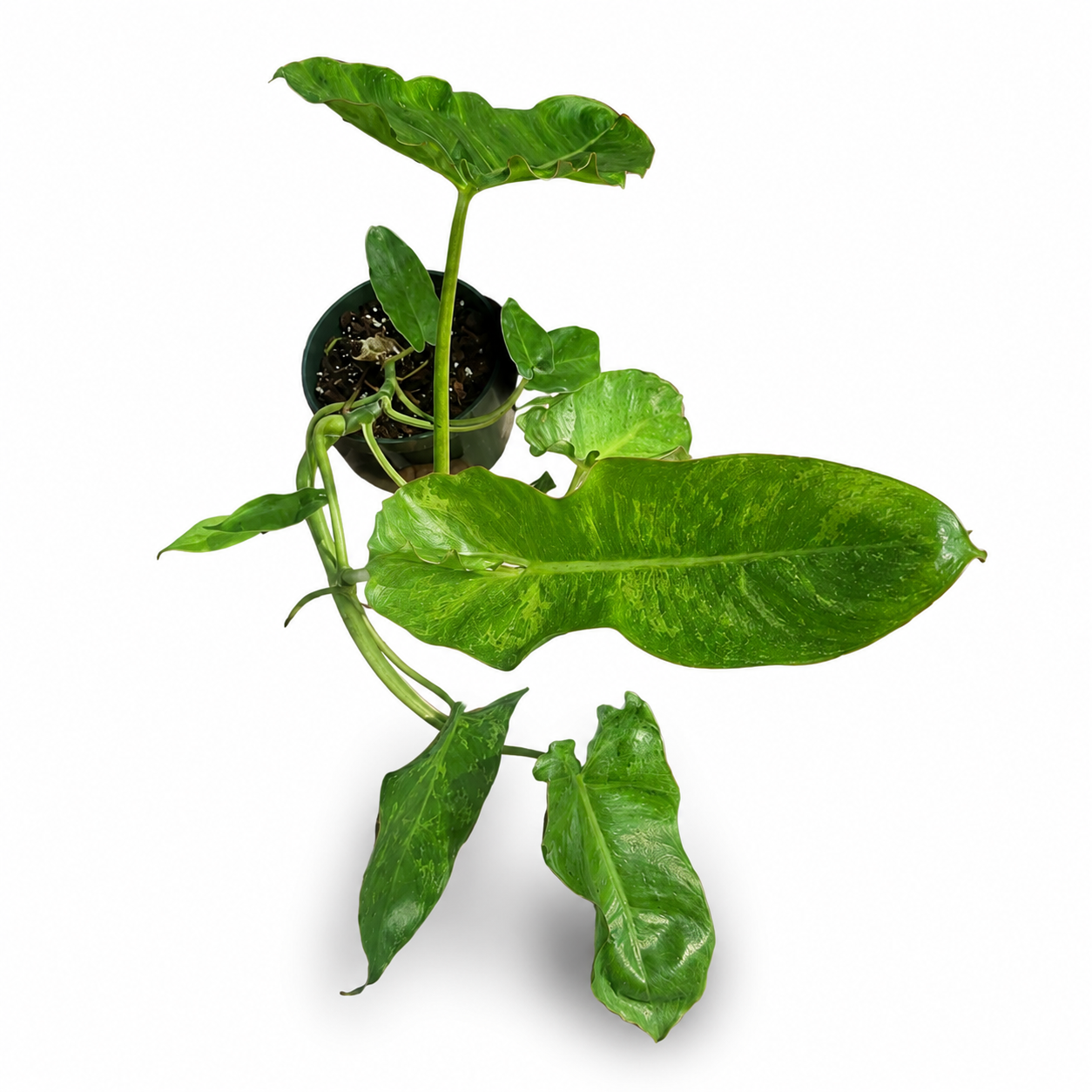 Paraiso Verde