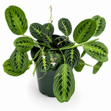 Maranta Lemon Lime