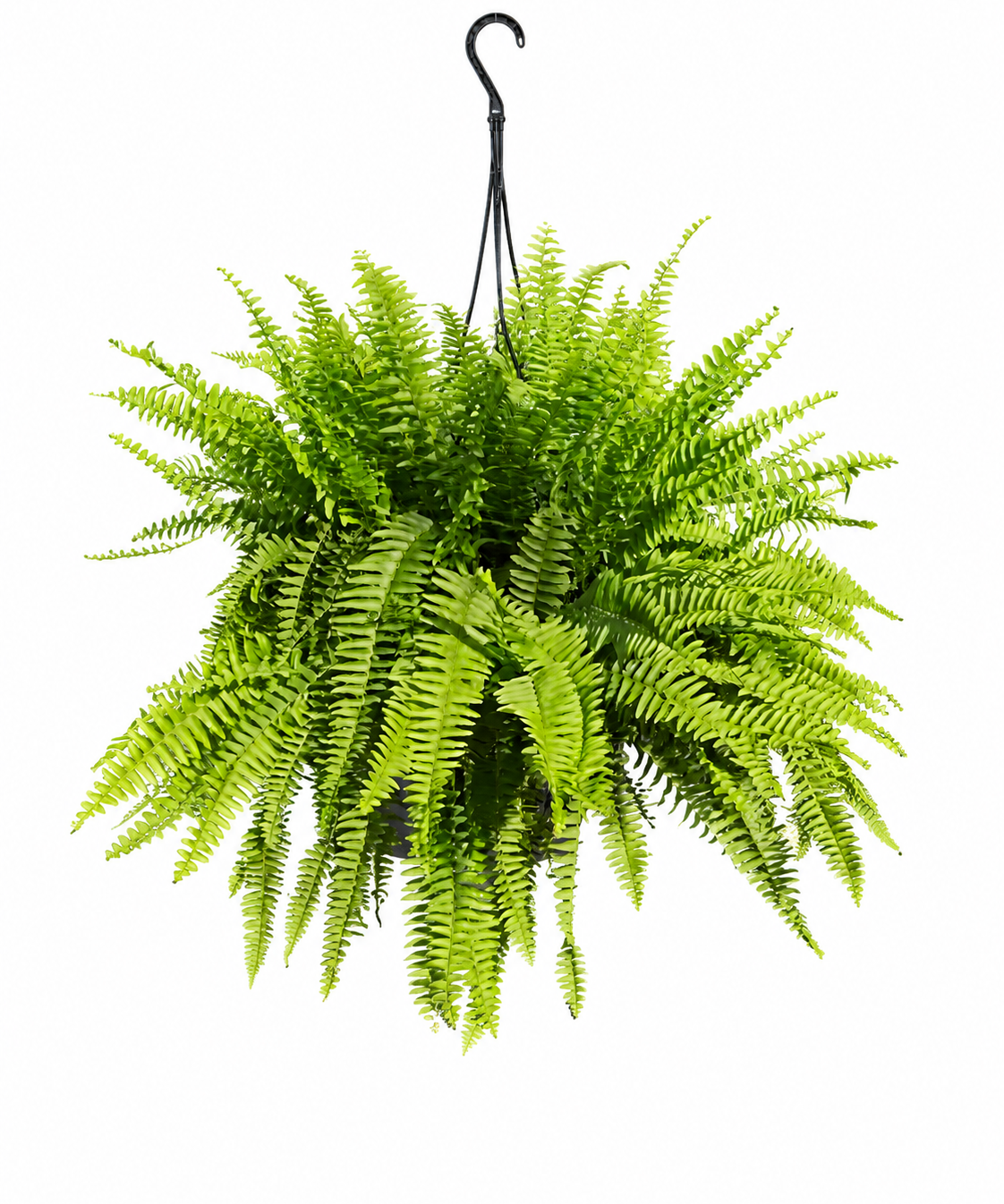Boston Fern