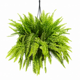 Boston Fern