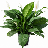Peace Lily