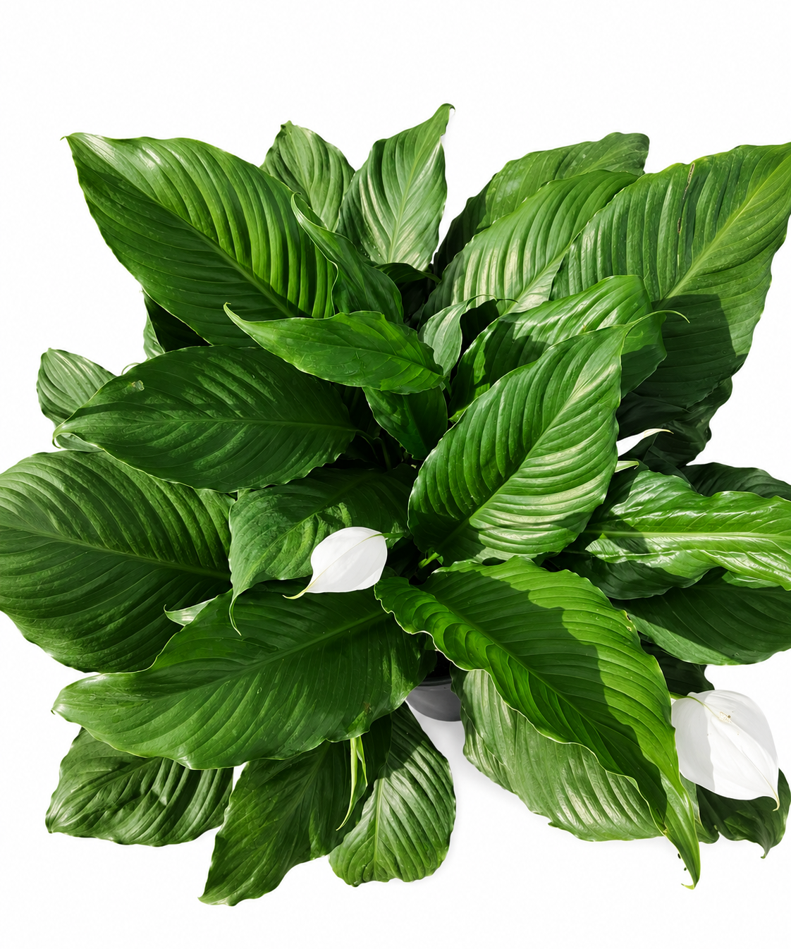 Peace Lily