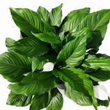 Peace Lily