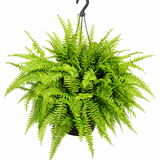 Boston Fern