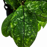 Hoya Carnosa Freckles