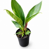 Anthurium Cobra
